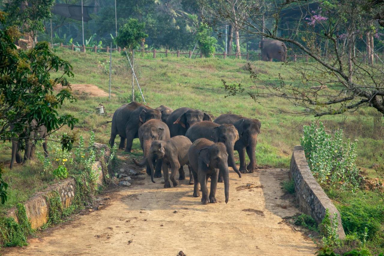 Elephant Front View Hotel Pinnawala Rambukkana Buitenkant foto